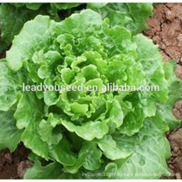 MLT04 Daliang madurez temprana lechuga china semillas vegetales compañía